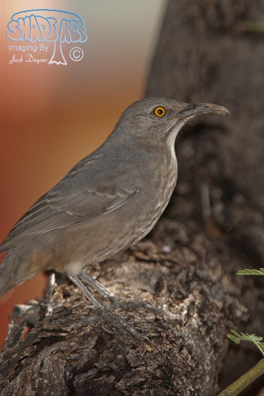 Curve-Billed Thrasher - Toxostoma curvirostre
