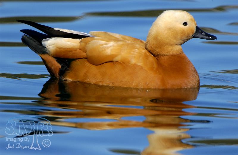 Ruddy Shelduck - Tadorna ferruginea
