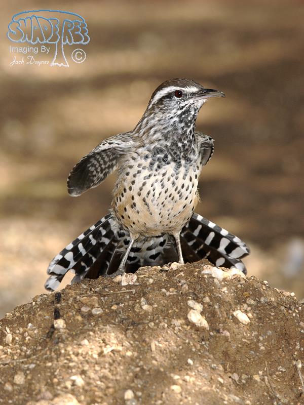 Cactus Wren - Campylorhynchus brunneicapillus