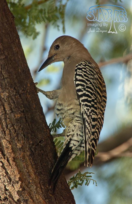 Gila Woodpecker - Melanerpes uropygialis