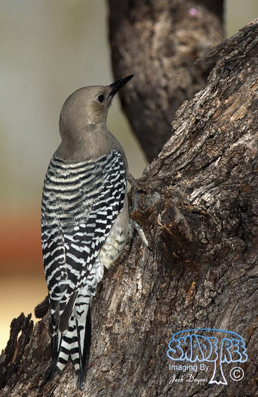 Gila Woodpecker - Melanerpes uropygialis