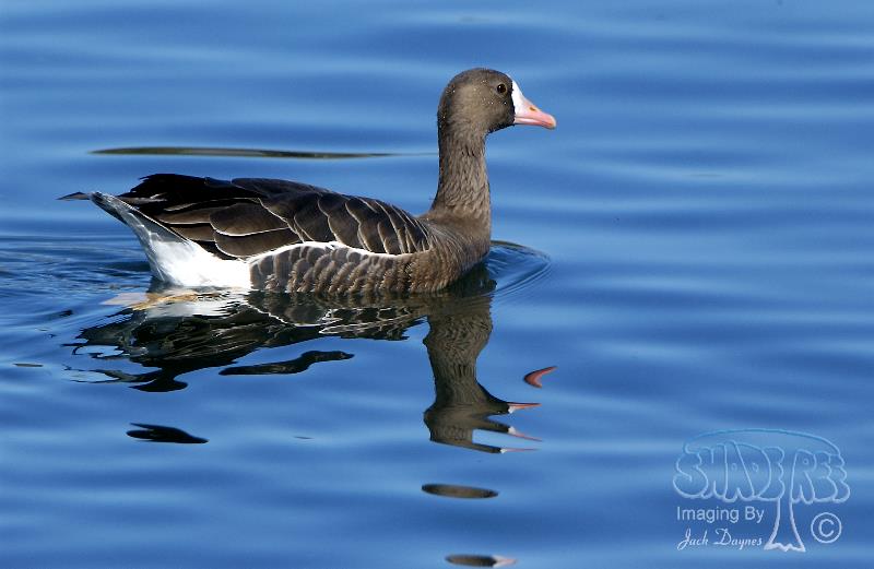 Greater White-Fronted Goose - Anser albifrons