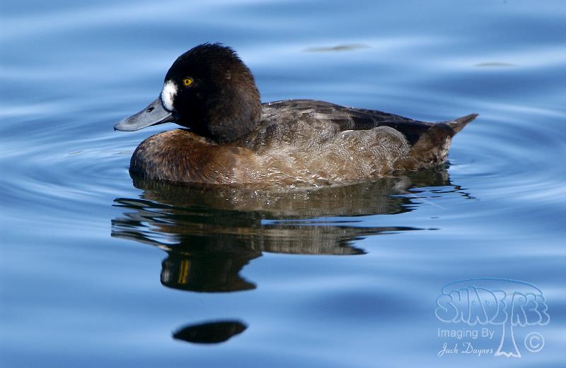 Lesser Scaup - Aythya affinis