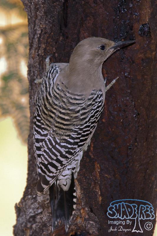 Gila Woodpecker - Melanerpes uropygialis