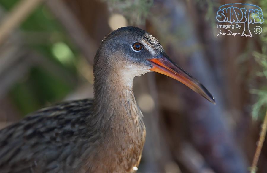 Ridgway’s Rail (Clapper Rail) - Rallus obsoletus