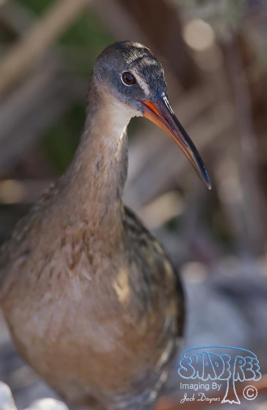 Ridgway’s Rail (Clapper Rail) - Rallus obsoletus