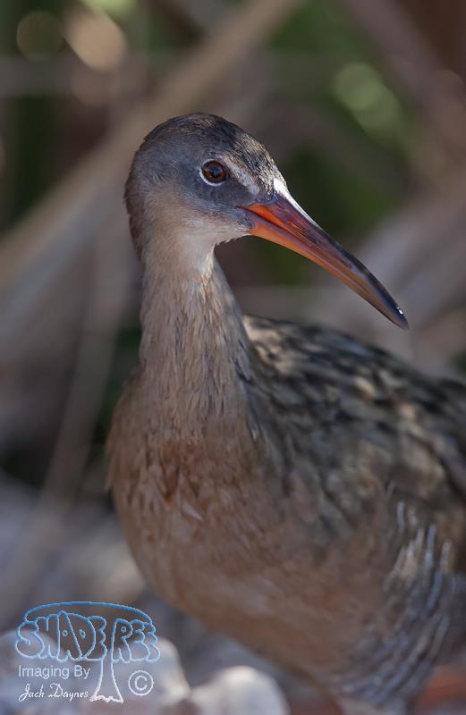 Ridgway’s Rail (Clapper Rail) - Rallus obsoletus