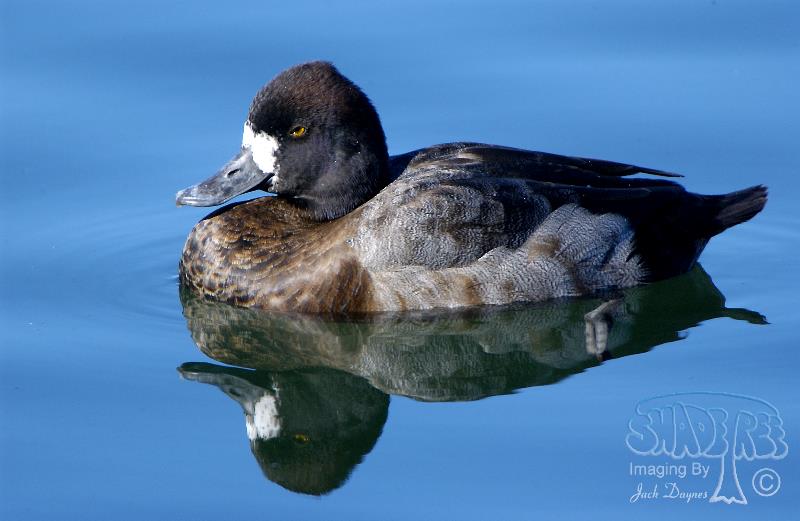 Lesser Scaup - Aythya affinis