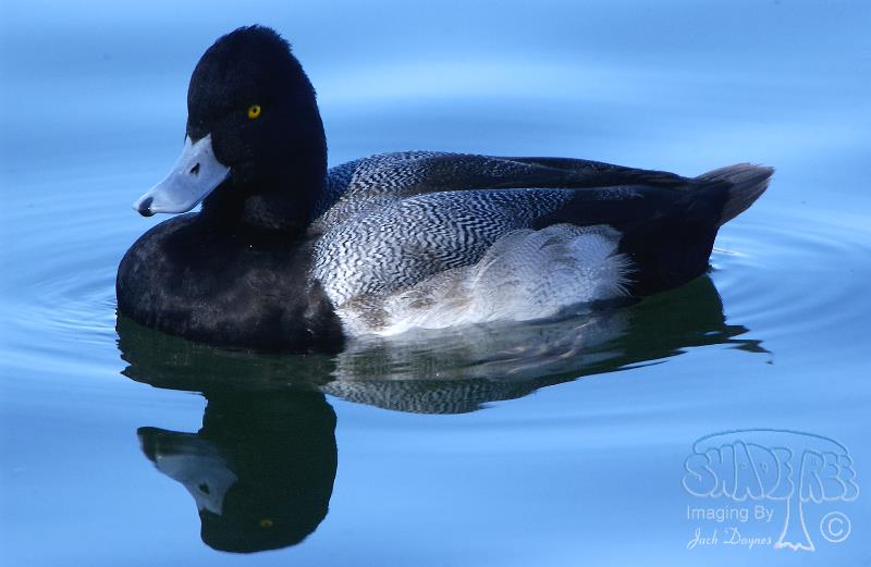 Lesser Scaup - Aythya affinis