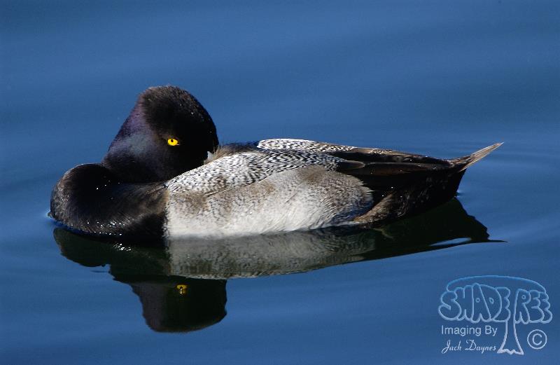 Lesser Scaup - Aythya affinis