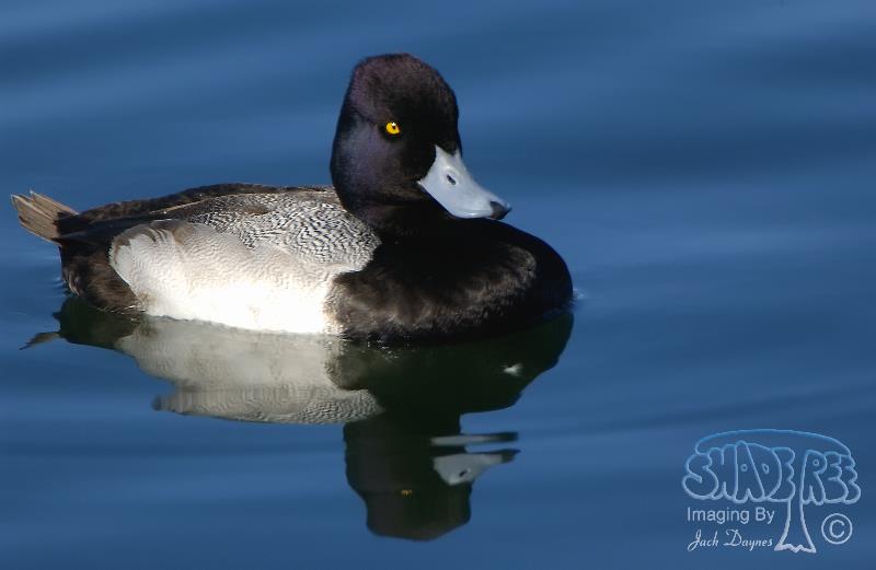 Lesser Scaup - Aythya affinis