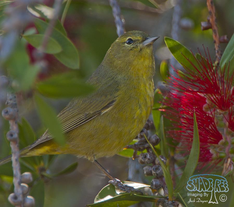 Orange-Crowned Warbler - Oreothlypis celata