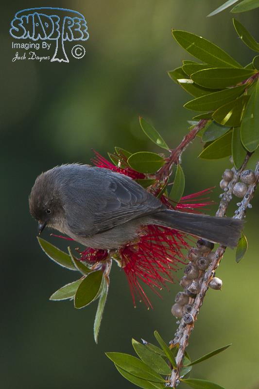 Bushtit - Psaltriparus minimus