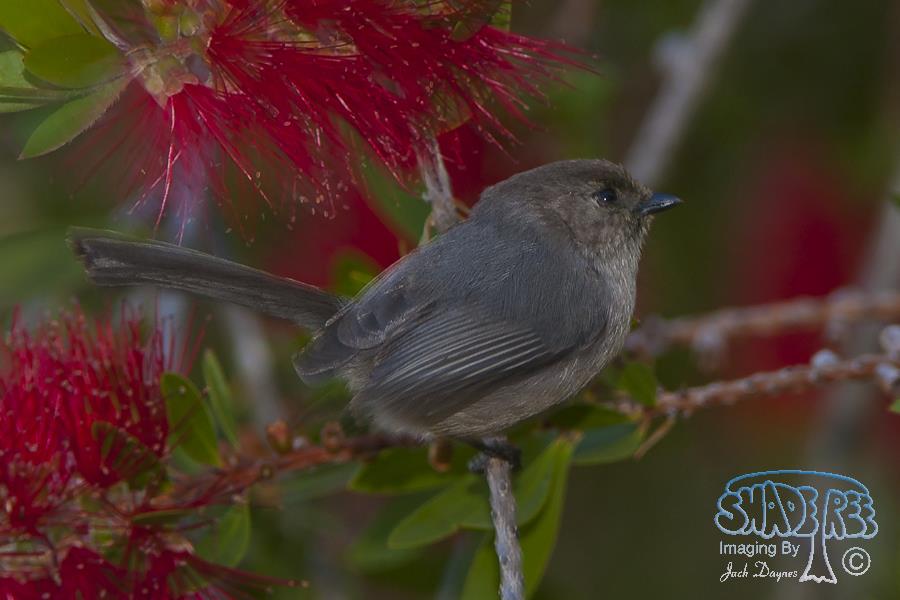 Bushtit - Psaltriparus minimus