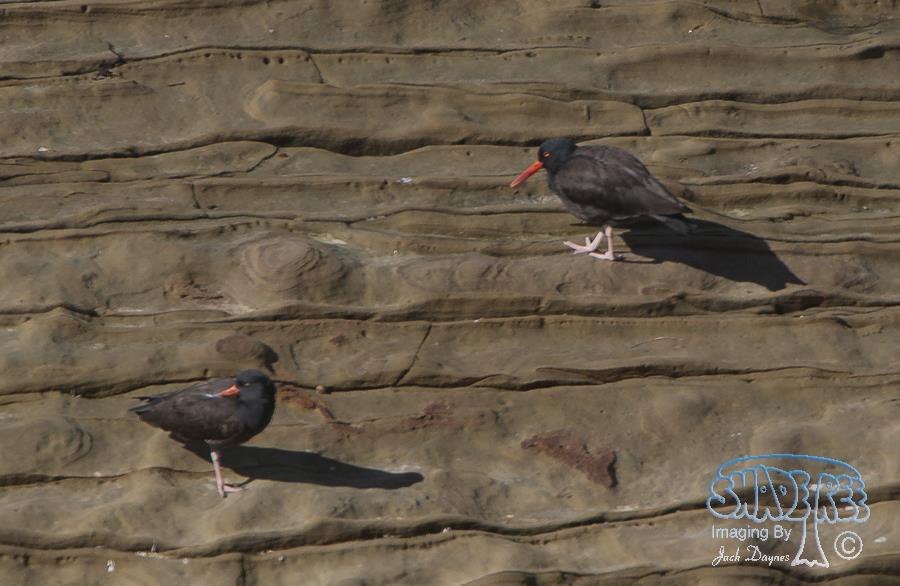 Black Oystercatcher - Haematopus bachmani
