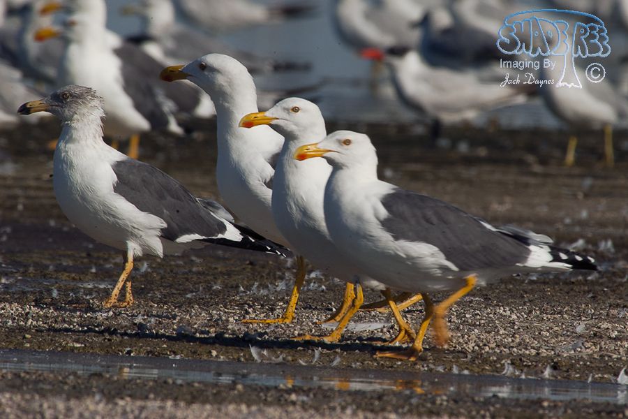 Yellow-Footed Gull - Larus livens