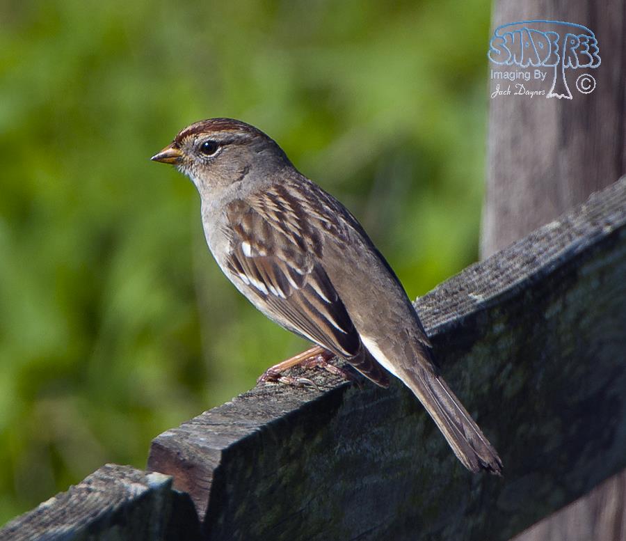 White-Crowned Sparrow - Zonotrichia leucophrys