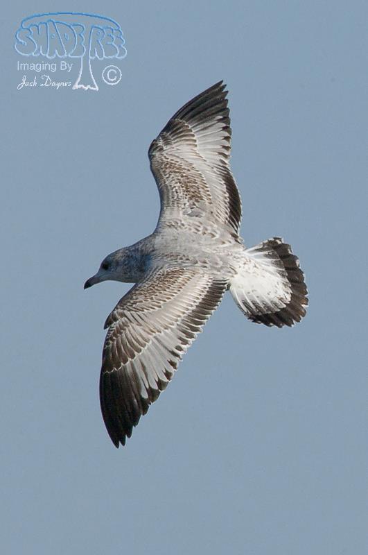 Ring-Billed Gull - Larus delawarensis