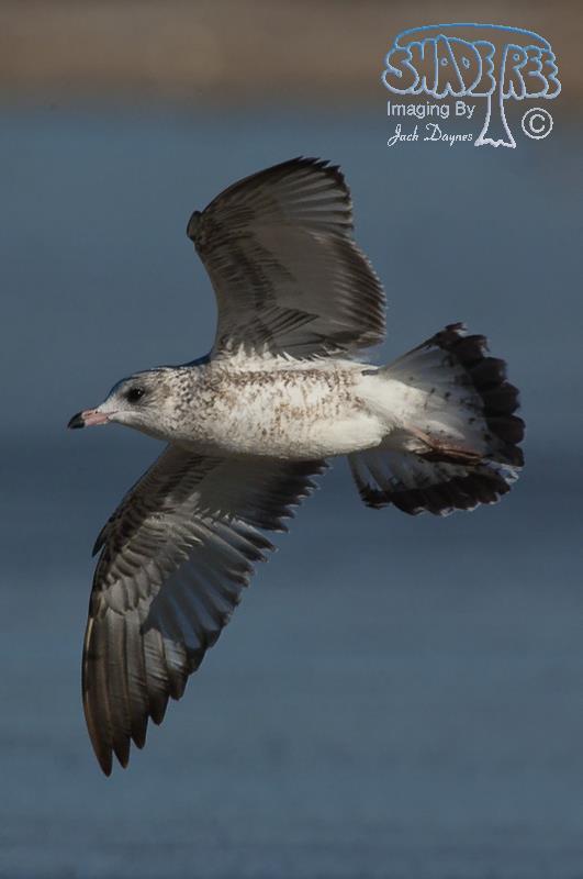 Ring-billed Gull - Larus delawarensis