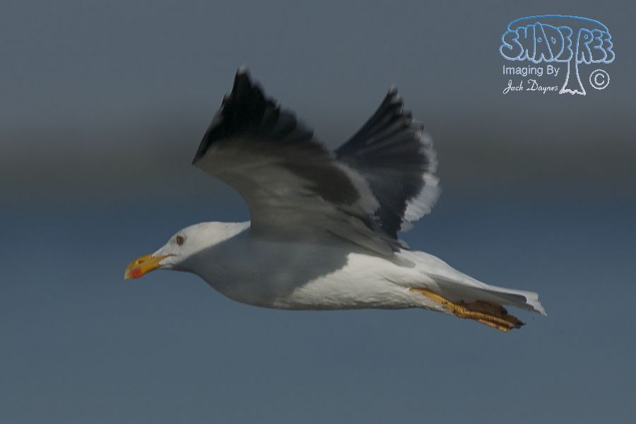 Yellow-Footed Gull - Larus livens