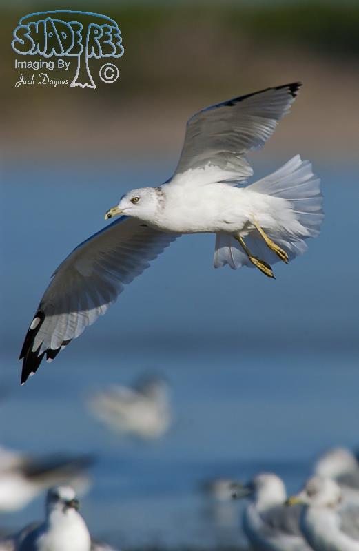 Ring-Billed Gull - Larus delawarensis