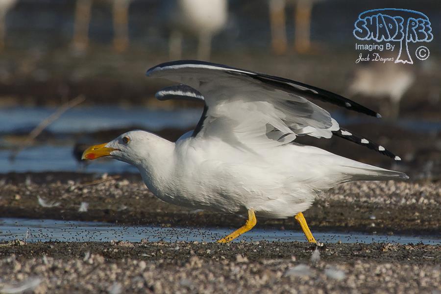 Yellow-Footed Gull - Larus livens