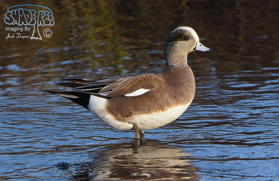 American Wigeon - Mareca americana