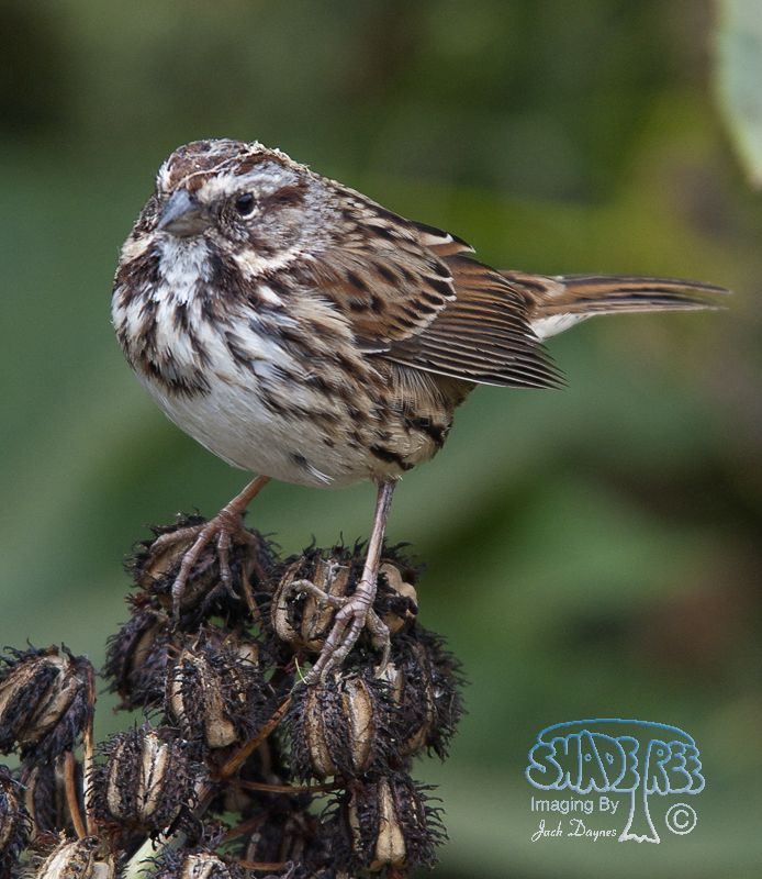 Song Sparrow - Melospiza melodia