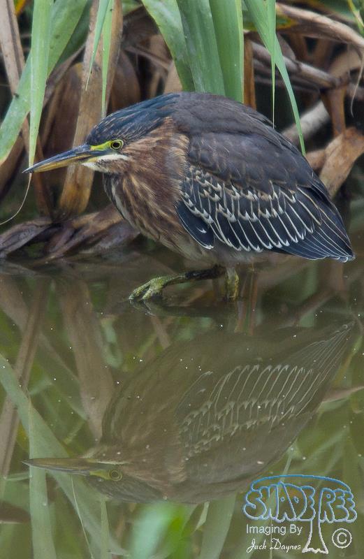 Green Heron - Butorides virescens