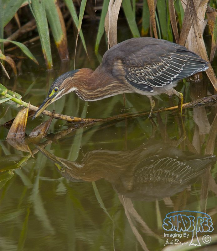 Green Heron - Butorides virescens