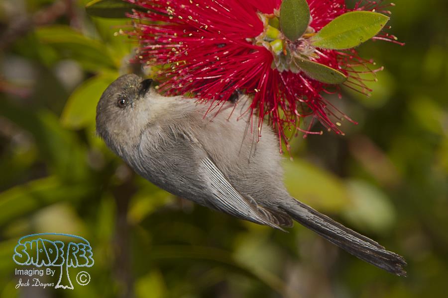 Bushtit - Psaltriparus minimus