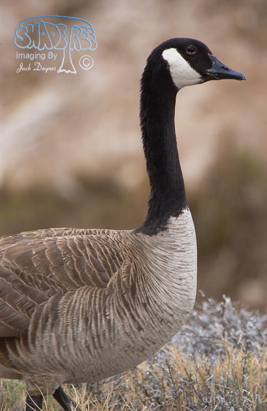 Canada Goose - Branta canadensis