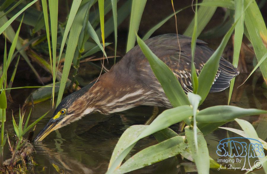 Green Heron - Butorides virescens