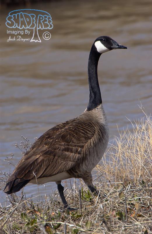 Canada Goose - Branta canadensis