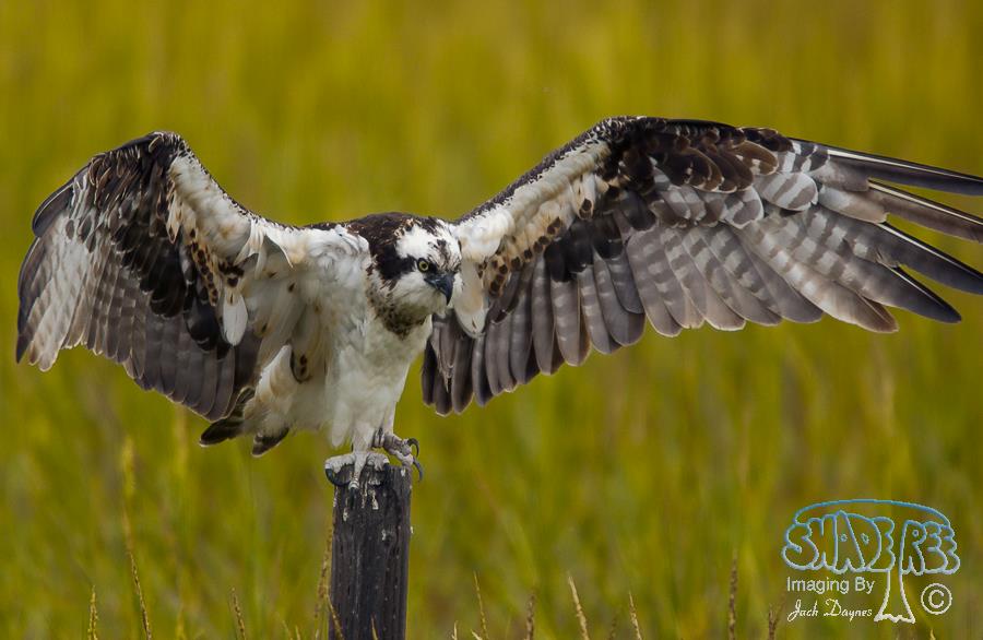 Osprey - Pandion haliaetus