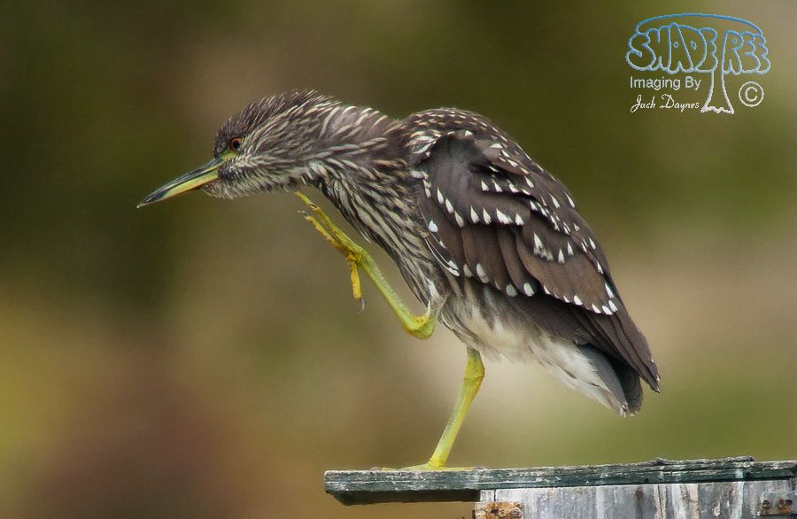 Black-Crowned Night-Heron - Nycticorax nycticorax