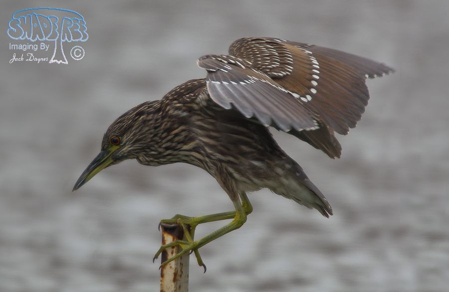 Black-Crowned Night-Heron - Nycticorax nycticorax
