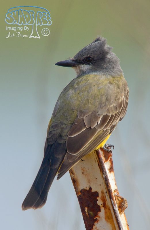 Cassin's Kingbird - Tyrannus vociferans