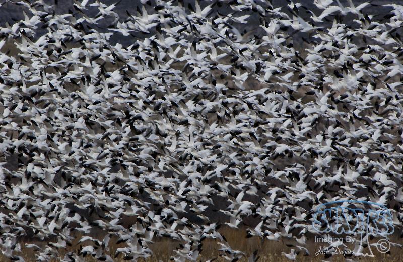 Snow Goose - Anser caerulescens