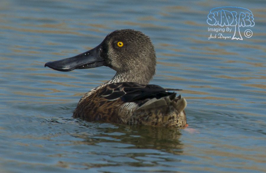 Northern Shoveler - Spatula clypeata