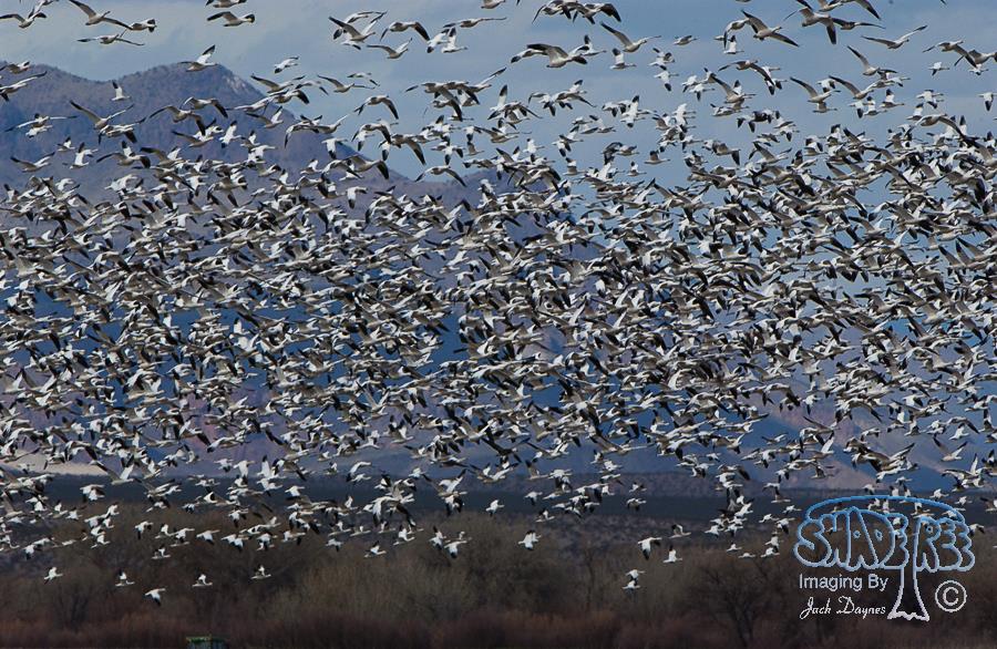 Snow Goose - Anser caerulescens