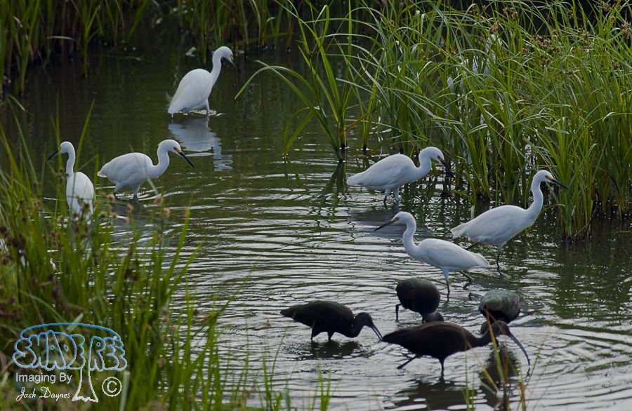 Snowy Egret - Egretta thula