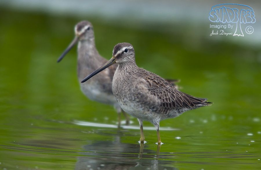Long-Billed Dowitcher - Limnodromus scolopaceus