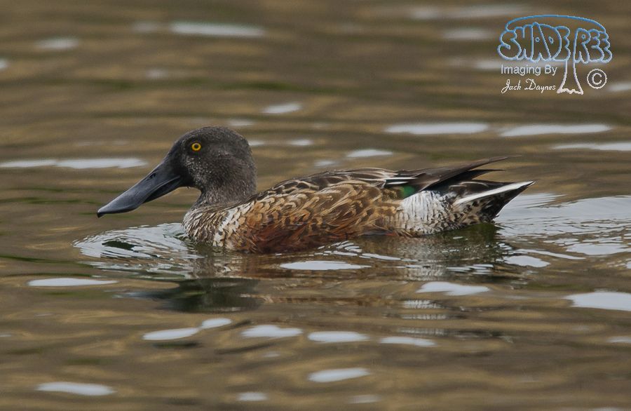 Northern Shoveler - Spatula clypeata