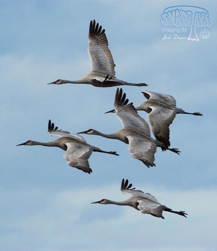 Sandhill Crane - Antigone canadensis