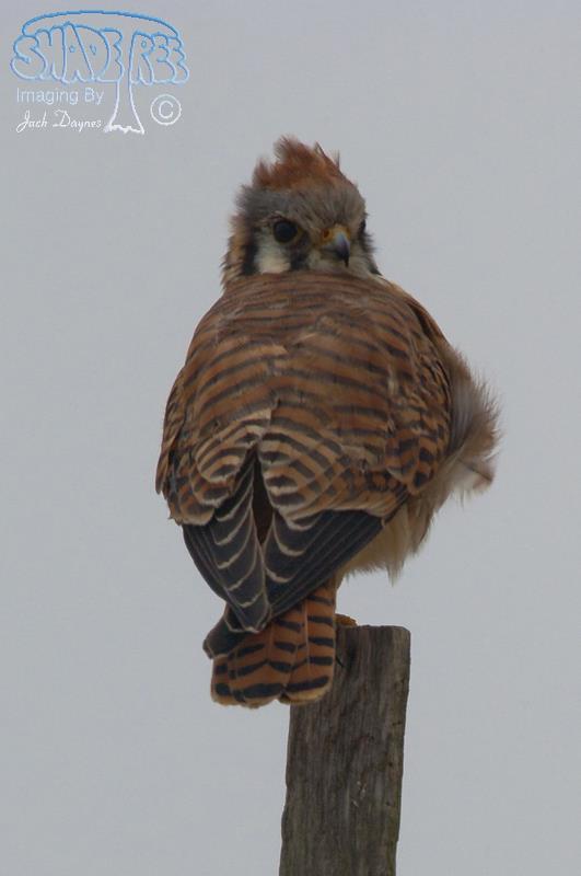 American Kestrel - Falco sparverius