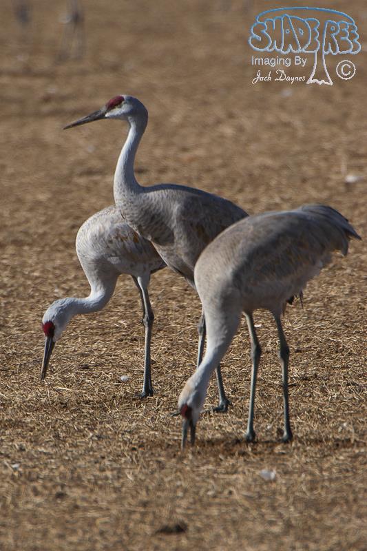 Sandhill Crane - Antigone canadensis
