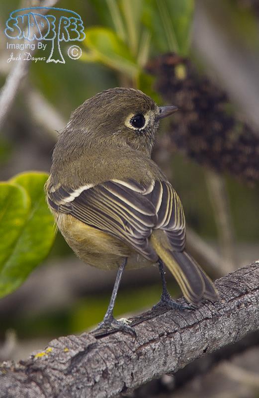 Ruby-Crowned Kinglet - Regulus calendula
