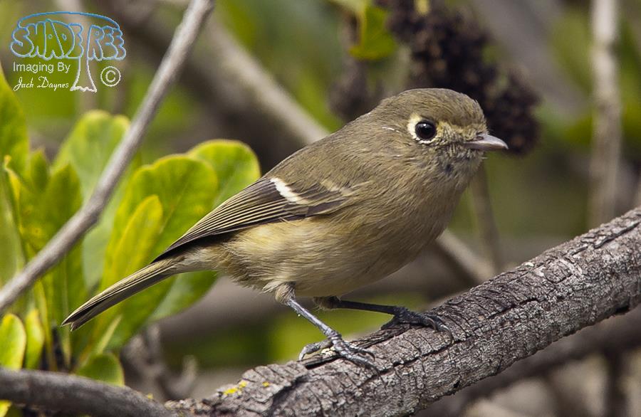 Ruby-Crowned Kinglet - Regulus calendula
