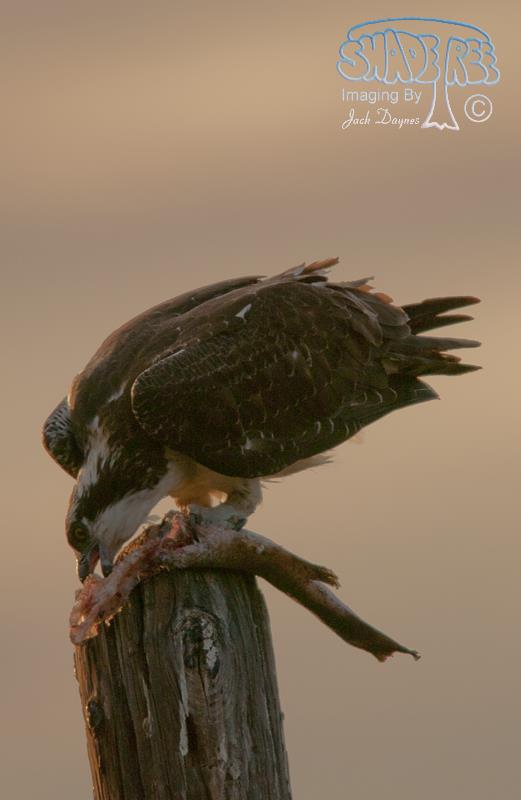 Osprey - Pandion haliaetus